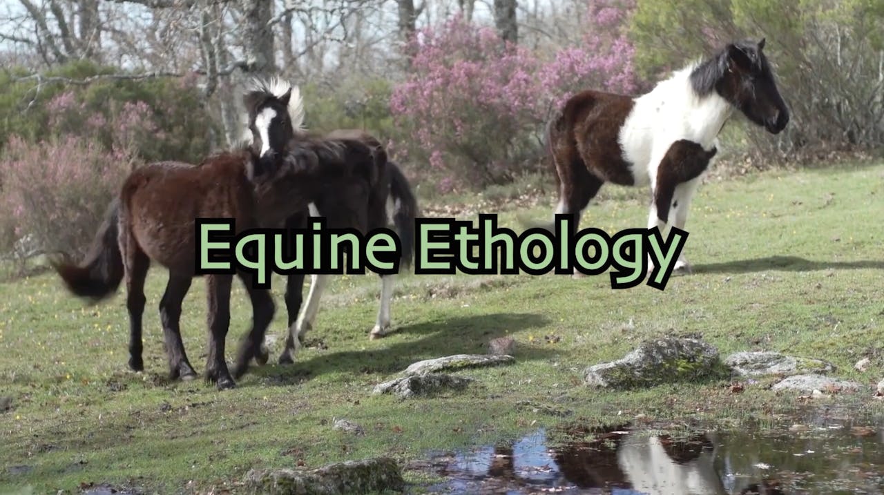 Equine Ethology. Wild horses