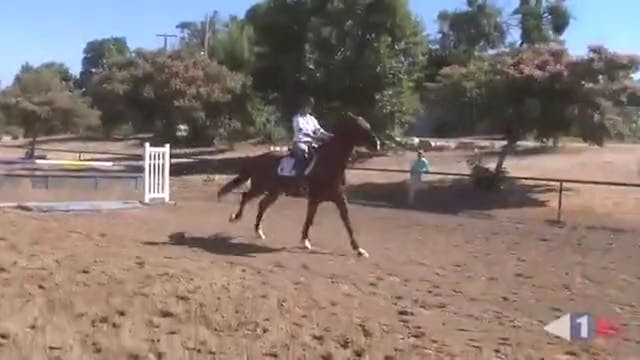Rideability For Jumping, Preliminary ...