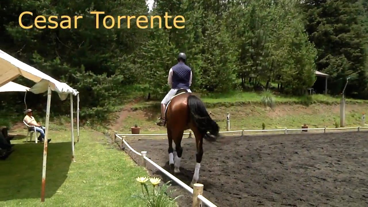 First Level Test 3 Part 3 Equestrian+