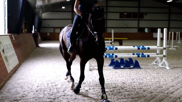 Schooling a Young Jumper Stallion