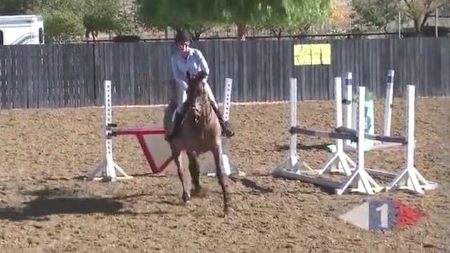 Bouncy Show Jumping Canter | Hawley B...