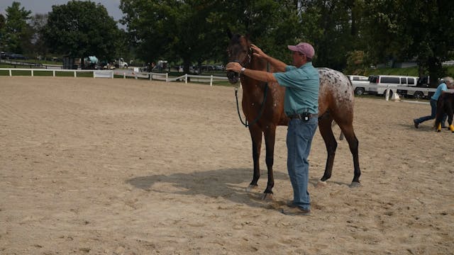 Lateral Flexion of the Neck | Jim Mas...