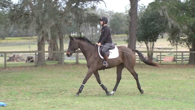 Cavalletti for Jumping | Ashley Johns...