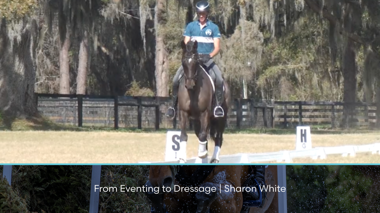From Eventing to Dressage | Sharon White