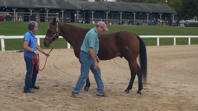 Demo of Work on a Horse's Hind | Jim ...