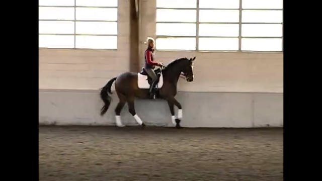 Work on All the FEI Level Moves | Cou...