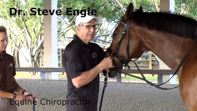 Dr. Steve Engle - Equine Chiropractor...