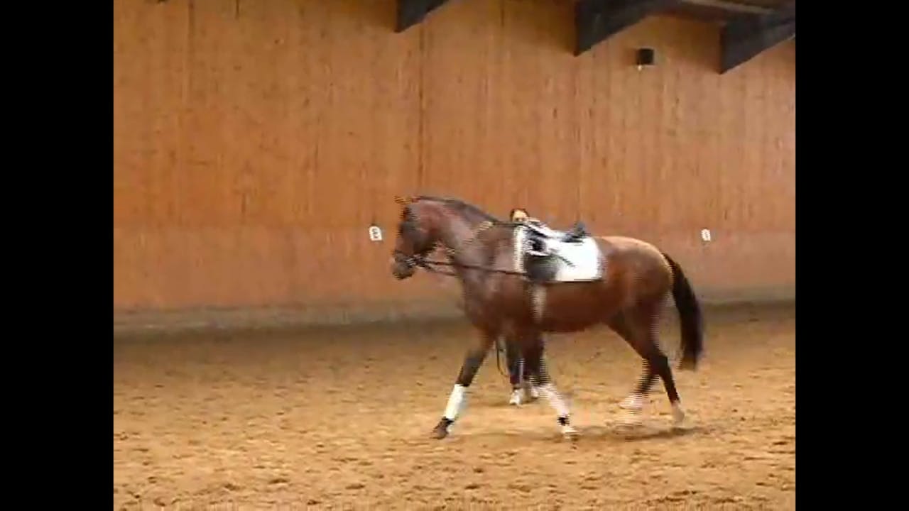 Proper lunging of the three year old with Catherine Haddad Part 1 Equestrian+
