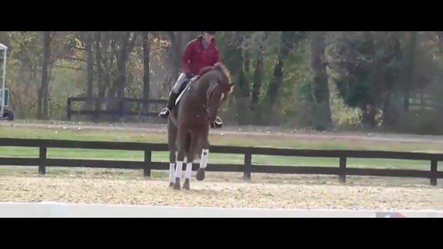 Featured Banner | William Fox-Pitt 