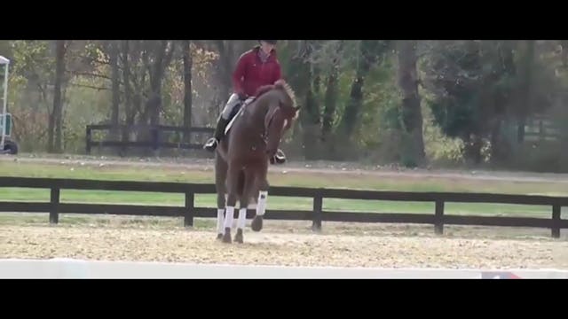 William Fox-Pitt - Featured Banner