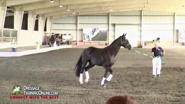 USDF Sport Horse Prospect Development...