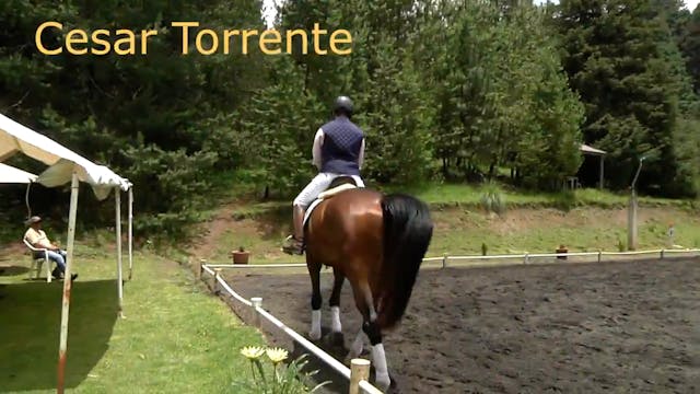 Flat Warm-up for Anxious Horses