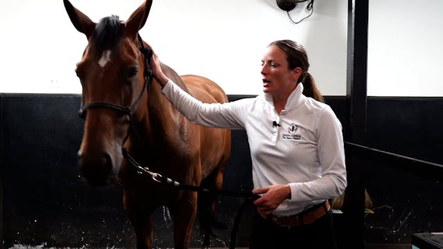 Using a Rope Halter