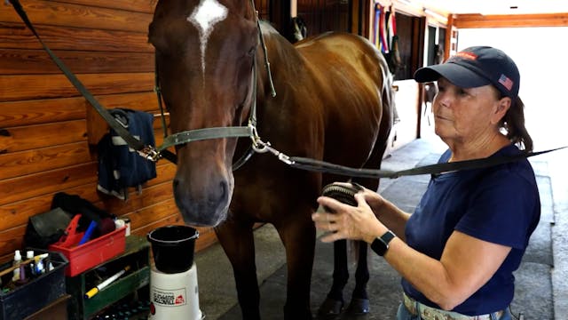 Grooming the Horse: Removing Dirt