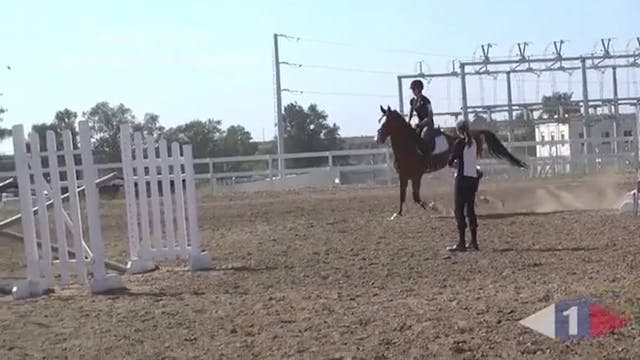 Making Your Horse Adjustable | Philli...