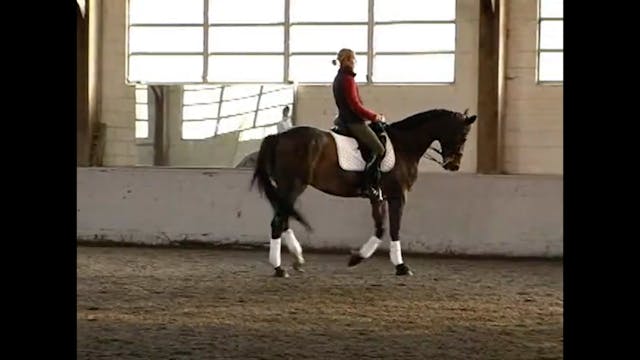 Work on All the FEI Level Moves | Cou...