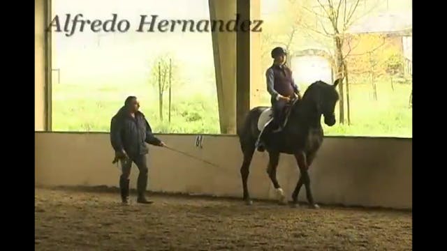 Piaffe and Spanish Walk Training | Al...