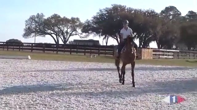 Stadium Jumping | David O'Connor & Si...