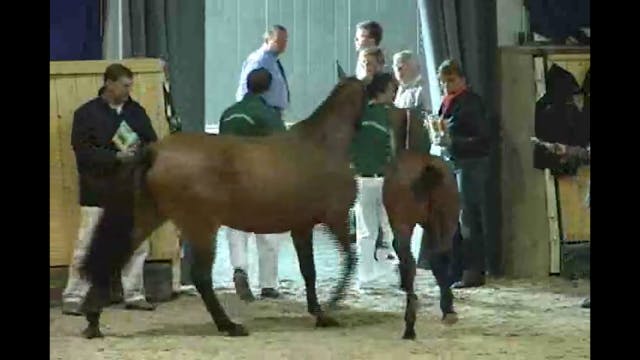 CHIO 2nd Annual Aachen Auction, 2008 ...