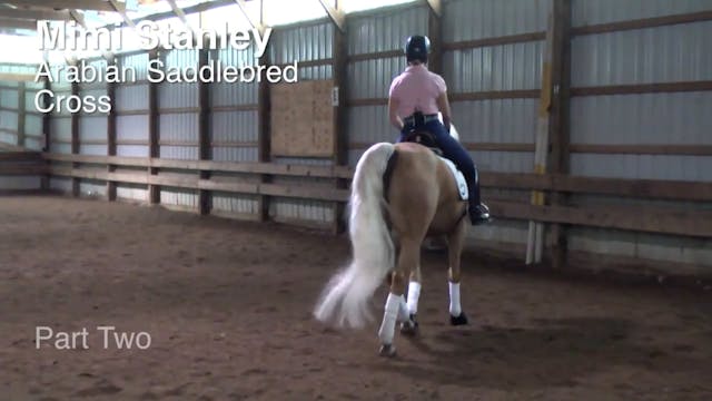 Arabian-Saddlebred Cross, Part 2