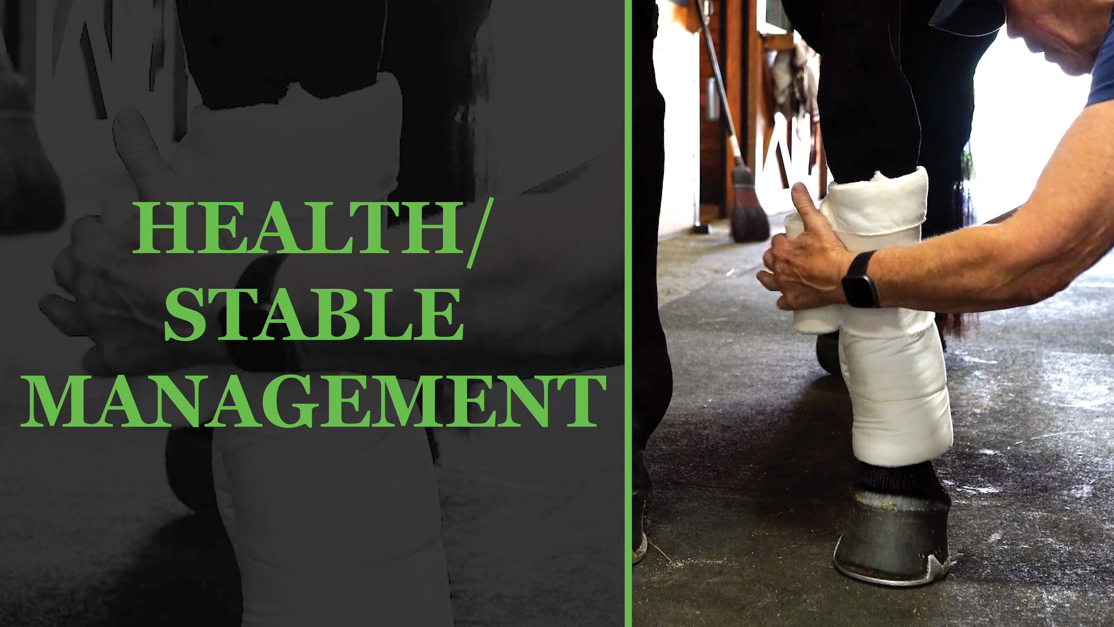 Health/Stable Management Equestrian+
