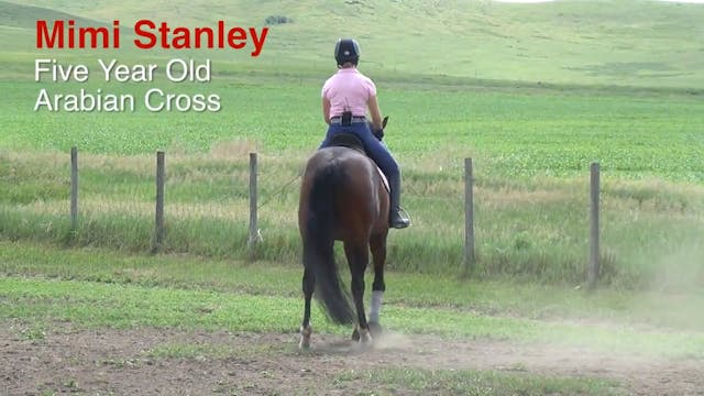 5-Year-Old Arabian Cross - Trot Work ...