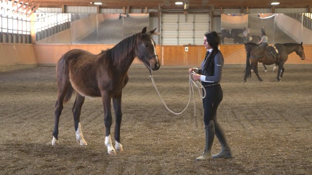 Groundwork with a Baby Horse