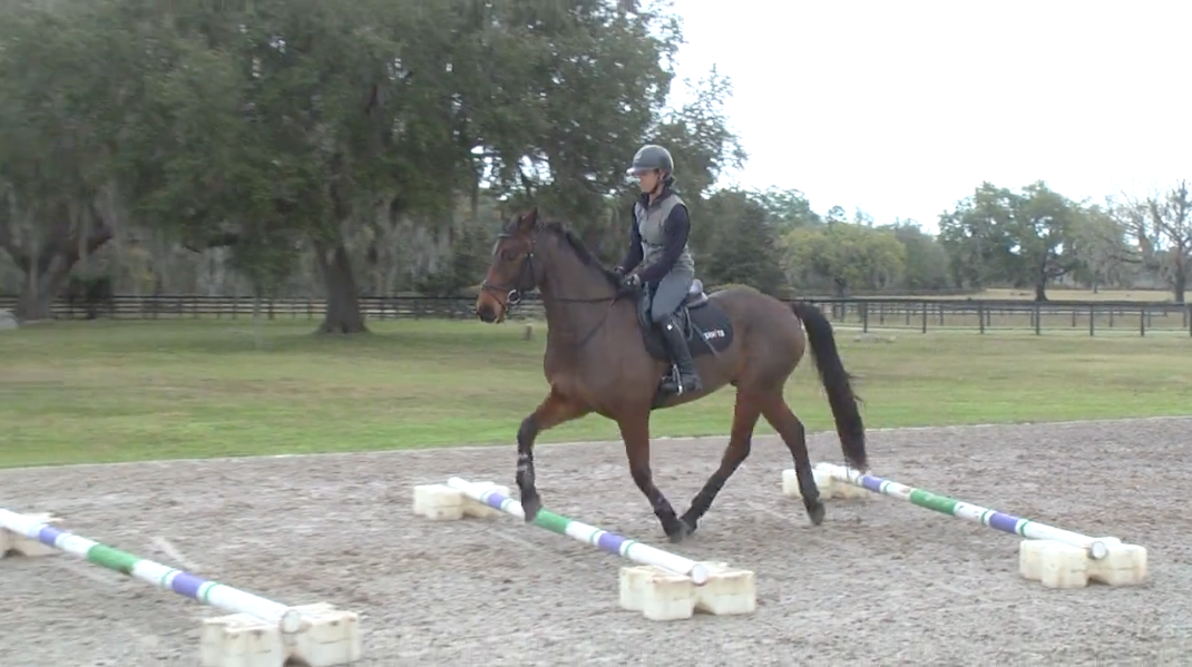 Cavalletti to Prepare for Jumping | Sharon White | TRAILER