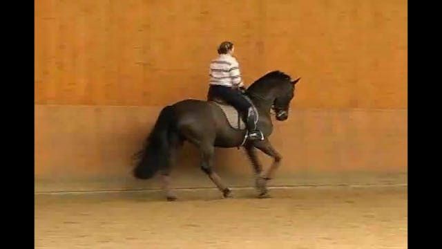 WRONG TITLE - Dressage Video