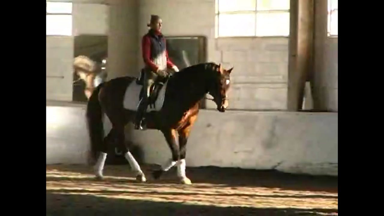 Improving the piaffe and passage through in hand work with Arthur