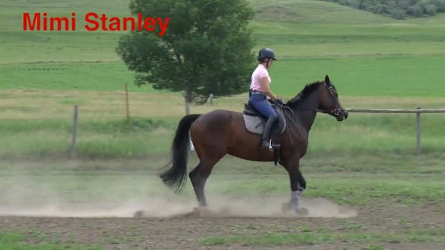 5-Year-Old Arabian Cross - Canter Wor...