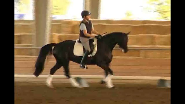 Does Your Horse Look For Their Fence?...