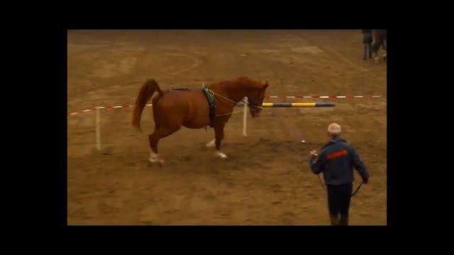 Basic Training in Lunging | Lammert H...