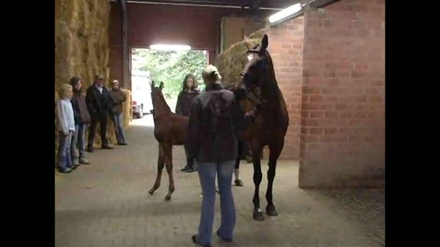  The Oldenburg Foal Show | Catherine ...