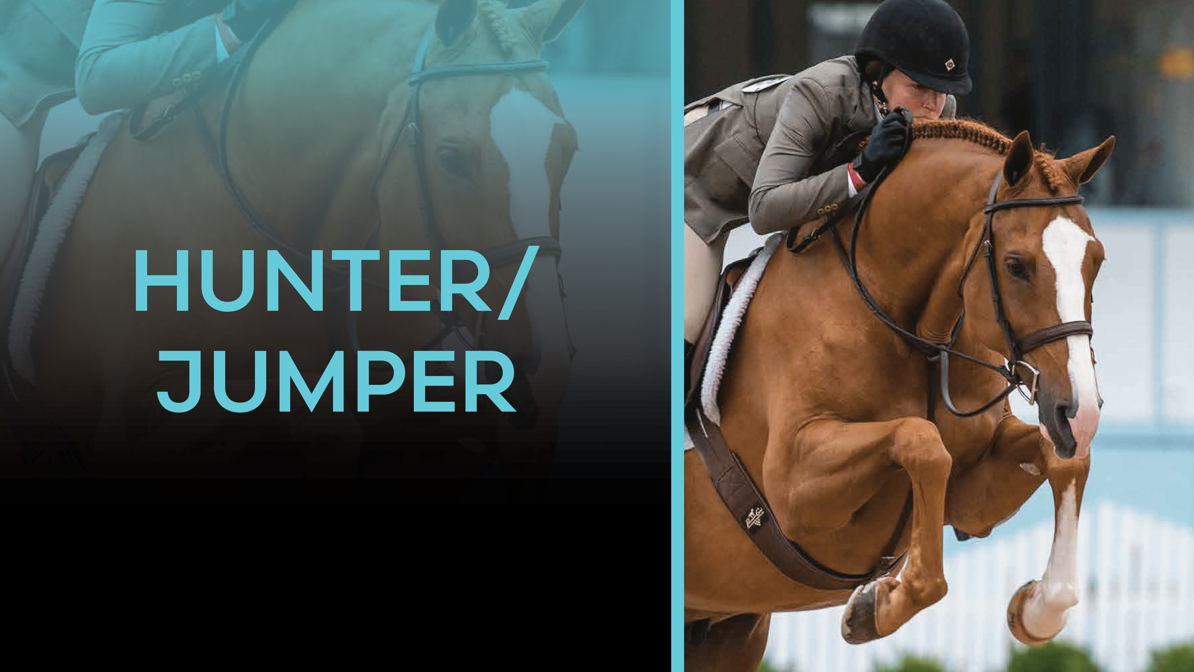 Hunter/Jumper