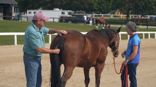 Demo Work on a Horse's Hind End Part 1