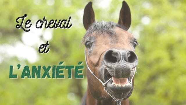 Le cheval et l'anxiété