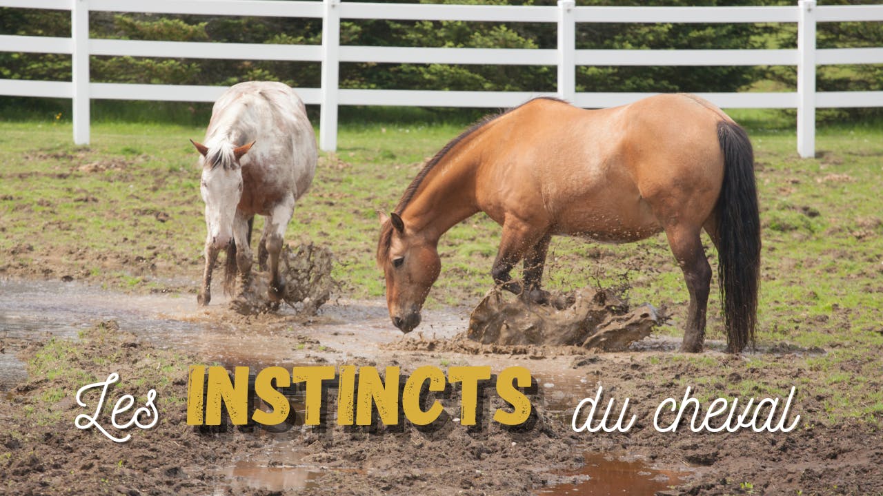 Les instincts du cheval