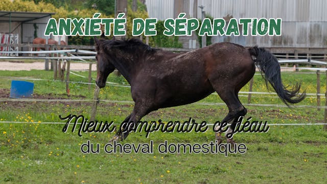 Anxiété de séparation