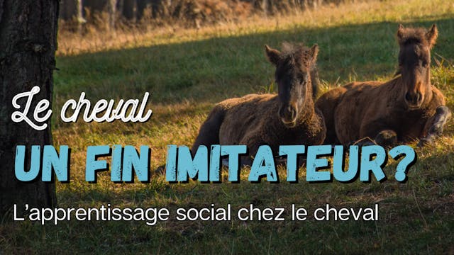 Le cheval, un fin imitateur ? 