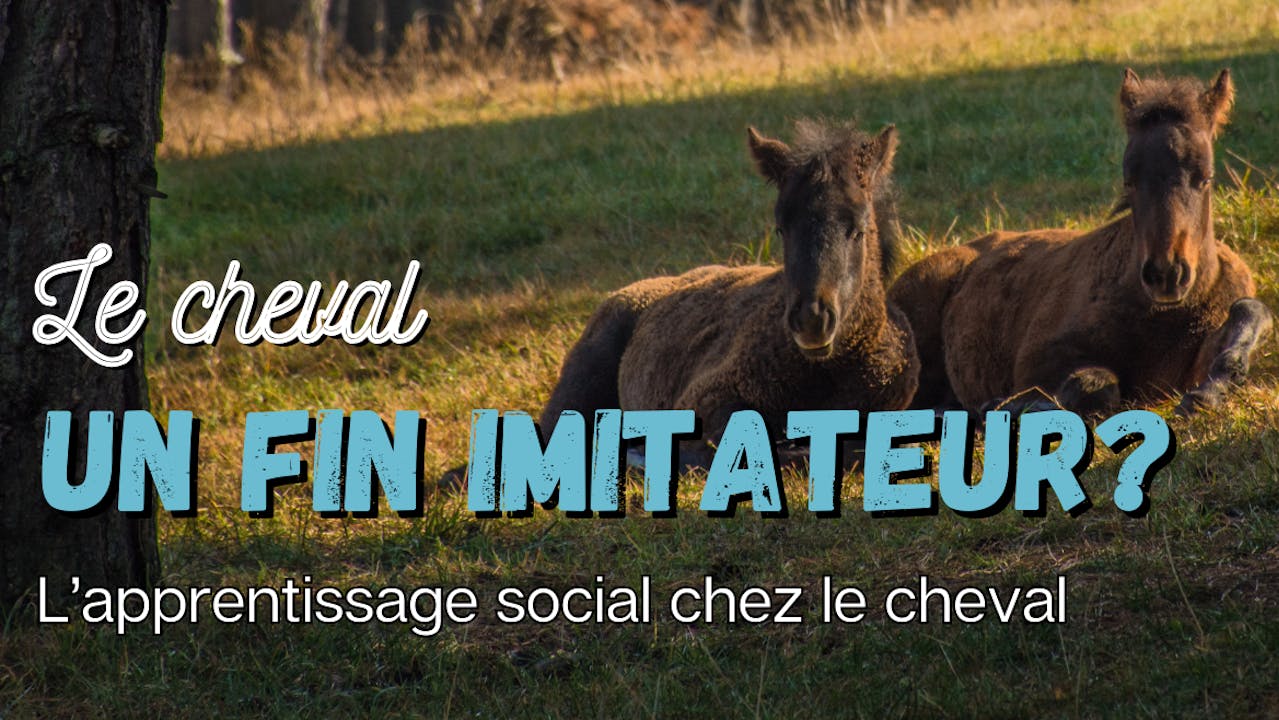 Le cheval, un fin imitateur ? 