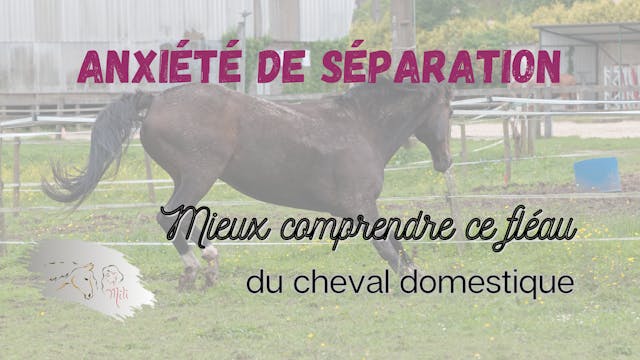 anxiété de séparation