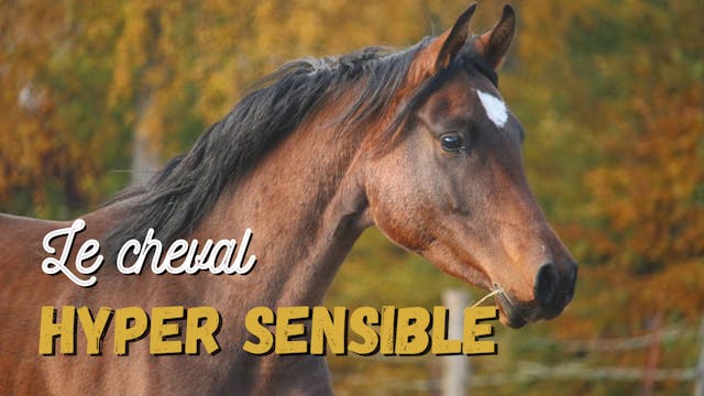 Le cheval hyper-sensible