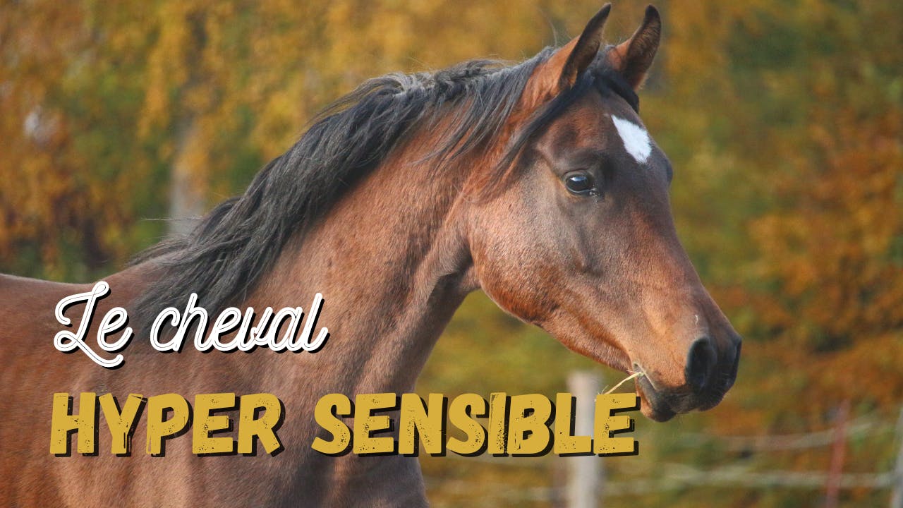 Le cheval hyper-sensible