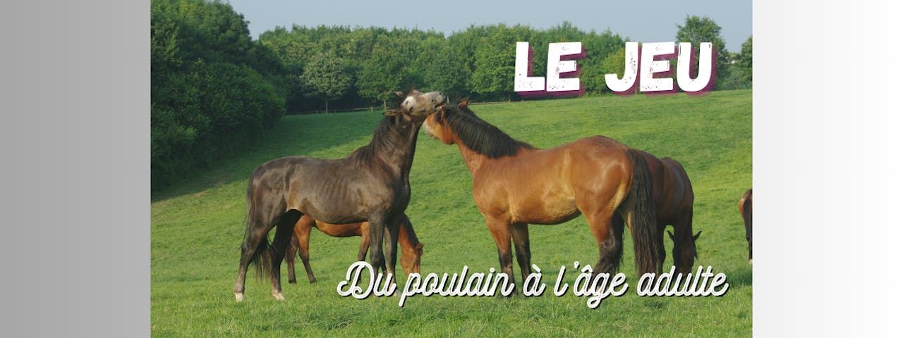 Le jeu ; du poulain à l'âge adulte 