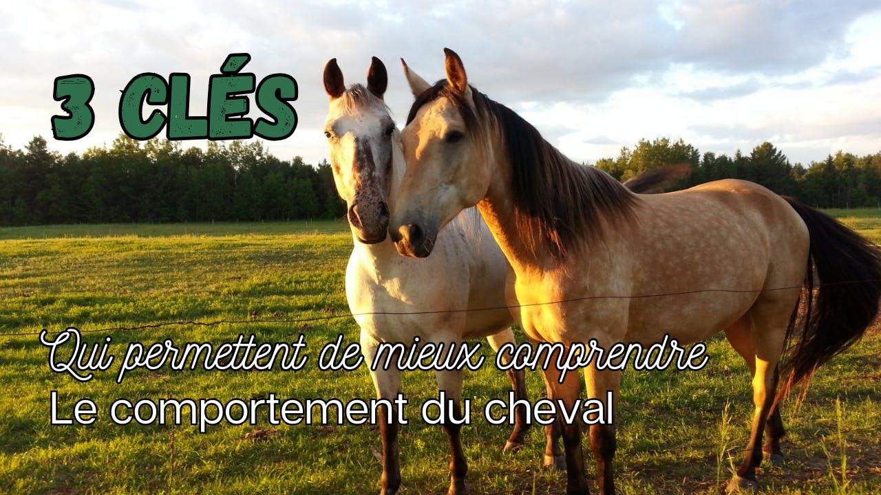 Mieux comprendre les comportements des chevaux 