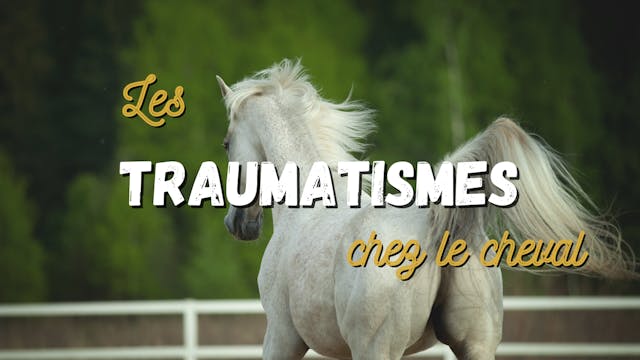 Les traumatismes chez le cheval