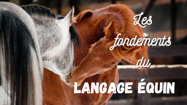 Les fondements du langage équin