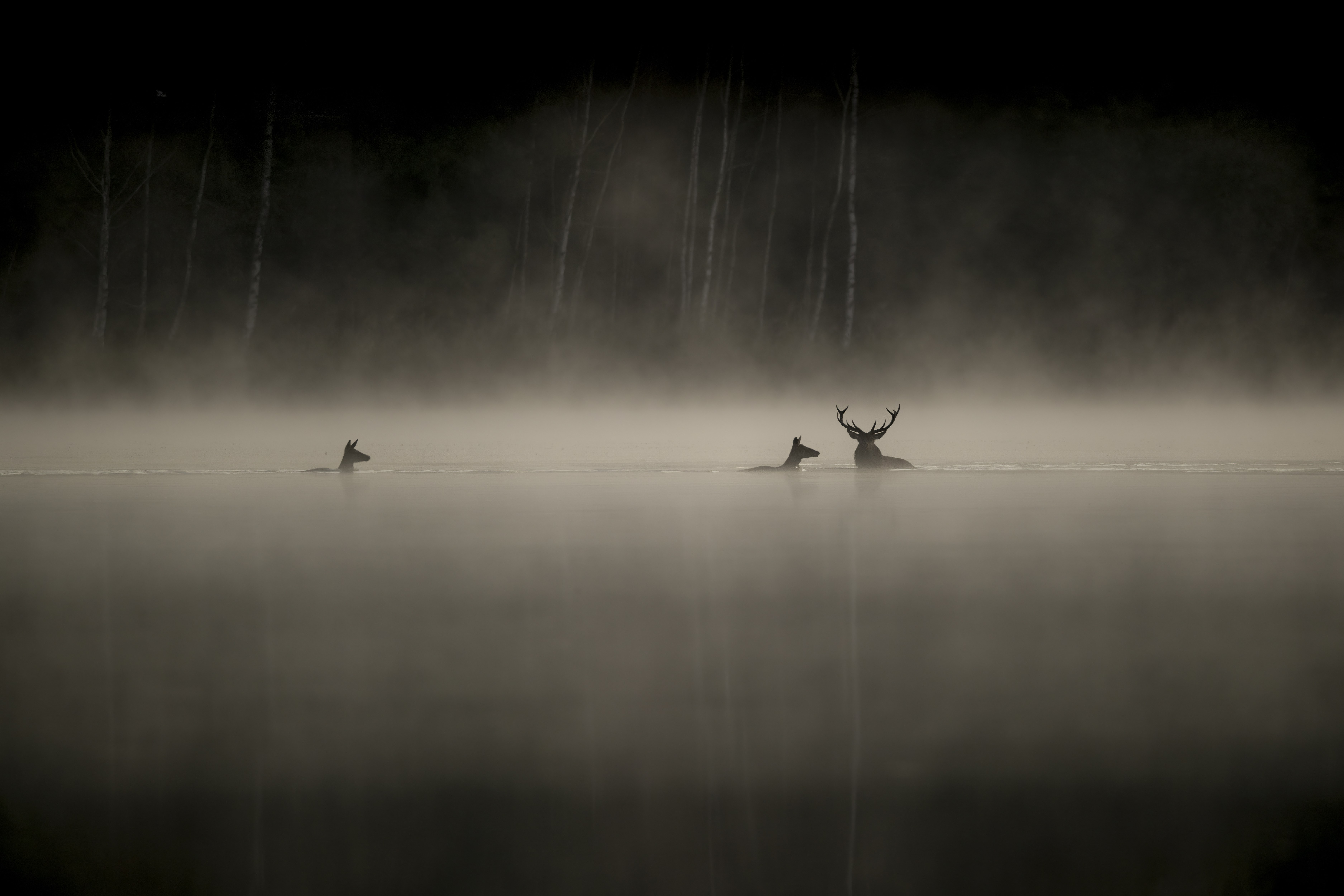 WHISPERS IN THE WOODS