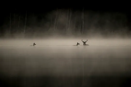 WHISPERS IN THE WOODS